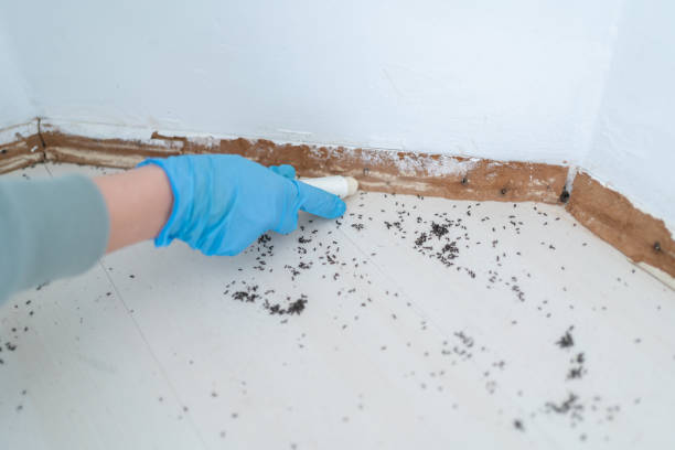Best Affordable Pest Control Services  in Aspen, CO